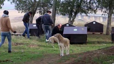 Hayvanseverler sokak hayvanlarını aç bırakmadı - EDİRNE