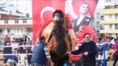 boga guresi - Milas'ta deve güreşi festivali - MUĞLA Videosu