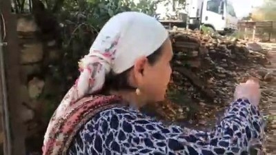 yaban domuzu - Şehre inen yaban domuzuna araba çarptı - MUĞLA Videosu