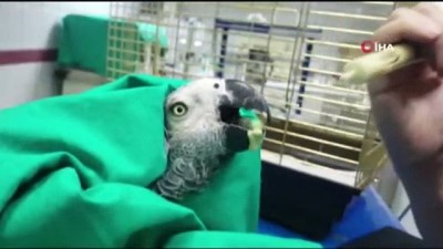 yemek yarismasi -  İşkence gören papağanın ölümü sonrası Bakan Pakdemirli’den açıklama Videosu