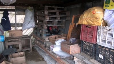 cakal -  Sinop'ta 70 tavuk telef oldu Videosu