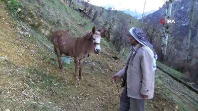 kar yagisi -  Aç kalan kurt sürüsü köye indi atlara saldırdı Videosu