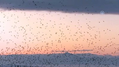 kus surusu - 'Dansçı kuşların' Palandöken'deki doyumsuz güzelliği - ERZURUM Videosu