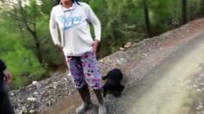 evcil hayvan - Sakinleştirici ilaç verilen 11 köpeğin sokağa bırakıldığı iddiası - MUĞLA Videosu