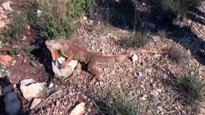 iguana - Sokakta bulunan iguana koruma altına alındı - MUĞLA Videosu