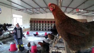 tavuk ciftligi -  Hobisini gelir kapısına çevirdi  Videosu