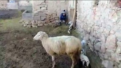 batin - Konya'da bir koyun tek batında 5 kuzu doğurdu Videosu