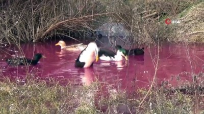 ilkbahar -  Yalova’da kırmızı su paniği  Videosu