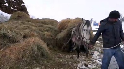 kar yagisi - Besicilerin kara kışta zorlu mesaisi (2) - MUŞ  Videosu