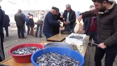 beraberlik -  Hamsi şenliğinde yaklaşık 1 ton hamsi tüketildi Videosu