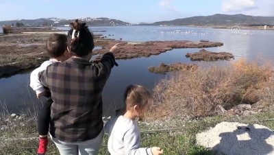 flamingo - Tuzla Sulak Alanı'na flamingo akını - MUĞLA Videosu