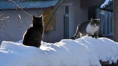 buz sarkitlari - Doğu Anadolu'da kar yağışı etkili olacak - KARS  Videosu