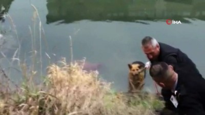 mahsur kaldi -  Su kanala düşen köpek kurtarıldı Videosu