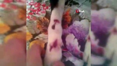 zabita -  Yolda sürüklenen köpek tedavi edildi Videosu