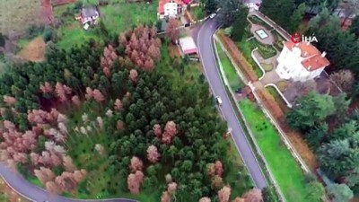 eylem plani -  Atatürk Köşkü Ormanı’nda '12 Dişli'nin kuruttuğu ağaçların yerine yenileri dikilmeye başlandı  Videosu