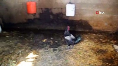  Hatay’da kuduz vakası: 2 mahalle 6 ay süreyle karantinaya alındı 
