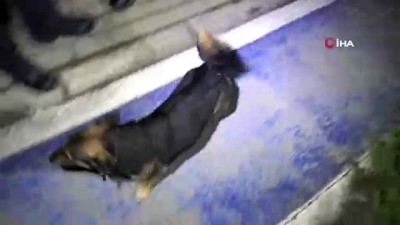 mahsur kaldi -  Kanalizasyona düşen köpek devriye atan bekçiler tarafından kurtarıldı  Videosu