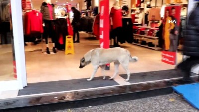  Soğukta üşüyen köpekler mağazada ısınıyor 