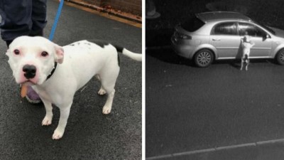 Video | İngiltere'de köpeğini sokağa terk eden adam kameralara yakalandı