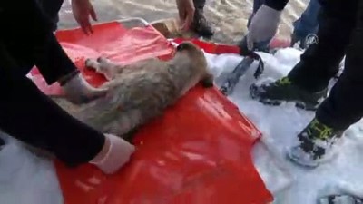 dalgic polis - Buzları kırıp donmak üzere olan köpeği kurtardı (1) - VAN Videosu