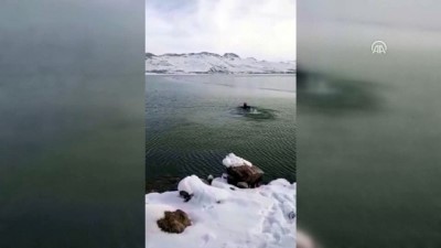 dalgic polis - Buzları kırıp donmak üzere olan köpeği kurtardı (2) - VAN Videosu