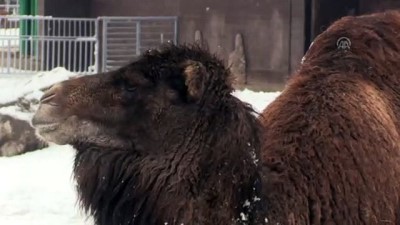 yaban kecisi - Hayvanat bahçesinde kar güzelliği - KAYSERİ Videosu