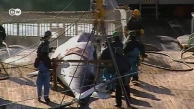 balina - Japonya ticari balina avına başlıyor  Videosu