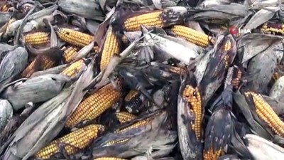 iklim degisikligi -  - Kızıltepe’de mısır tarlada kaldı  Videosu