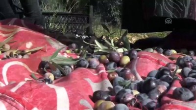 zeytin agaci - Tarihi manastır bahçesinde zeytin hasadı - MARDİN  Videosu