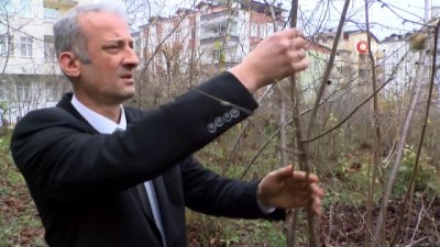  Dünyayı dolaşan hastalık fındığa bulaştı