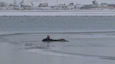 buz tutan gol -  | Donan gölde ölmek üzere olan yavru köpek son anda kurtarıldı  Videosu