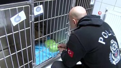 polis memuru -  Donan gölde buzları kırarak kurtardığı yavru köpeği sahiplendi  Videosu