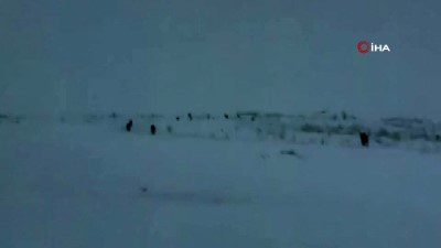  Aç kalan kurt sürüsü ilçe merkezine indi 