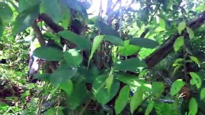 Endonezya'da bir fil ölü bulundu - AÇE