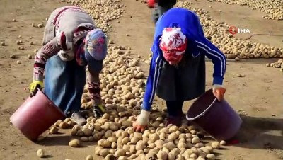  Ahlat’tan Irak’a patates 