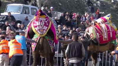  Deve güreşi sezonu başladı 