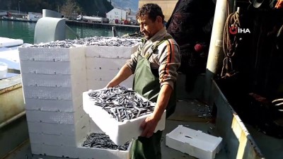  Karadeniz'den hamsi fışkırıyor