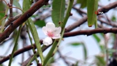 yagmurlu -  - Kıbrıs’ta Aralık Ayında Badem Ağaçları Çiçek Açtı  Videosu