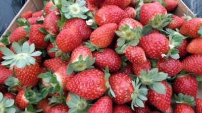 Mersin'de örtü altında çilek hasadı başladı 