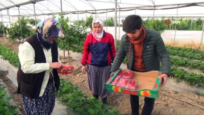 yaz meyvesi -  Silifke’de kış ortasında çilek hasadı  Videosu