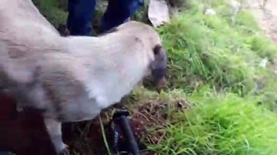 yagmurlu - Anne köpek ve yavrularına hayvanseverler sahip çıktı - OSMANİYE  Videosu