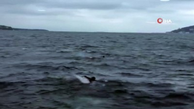 yasli kadin -  Büyükada'da denizde can pazarı...Büyükada'dan hareket eden motordan yaşlı bir kadın denize düştü  Videosu