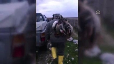 kacak avci - Kuş cennetinde ördek katliamı - SAMSUN Videosu