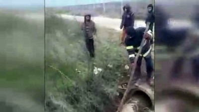 Menfeze sıkışan 2 at kurtarıldı - ŞANLIURFA