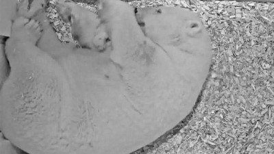 Video | Berlin Hayvanat Bahçesi: Yavru kutup ayısının annesi ile ilk görüntüleri yayınlandı
