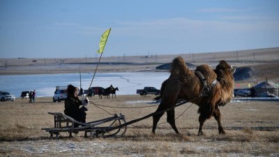 guzellik yarismasi - Video | Moğolların geleneksel Naadam festivalinde deve yarışları düzenlendi Videosu