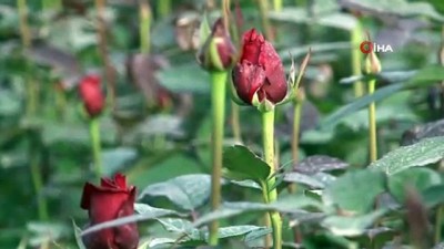 sevgililer gunu -  Yılbaşı çiçek üreticilerine yaradı...Çiçek üreticileri gece gündüz çalışarak yeni yıla hazırlandı  Videosu