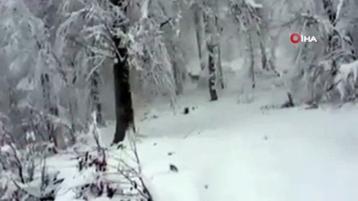  Aç kalan geyikler köye indi