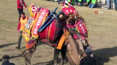 deve guresleri -  Kumluca Geleneksel Deve Güreşleri renkli görüntülere sahne oldu  Videosu