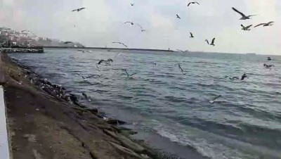 Martıların balık kapma mücadelesi - TEKİRDAĞ 